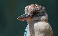 AS Laughing Kookaburra (Dacelo novaeguineae)